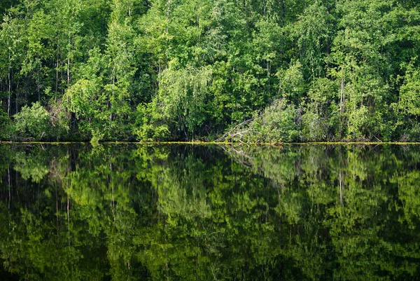 Naturalne Podłoże Ściana Lasu Odzwierciedlenie Jeziorze — Zdjęcie stockowe