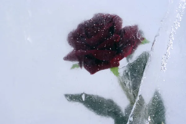 Rose Écarlate Congelée Dans Glace — Photo