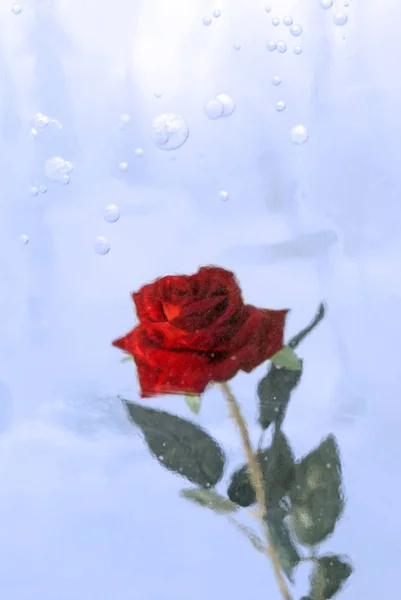 Алая Роза Застывшая Льду — стоковое фото
