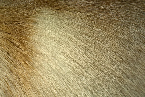 Fundo Textura Fox Fur Closeup — Fotografia de Stock
