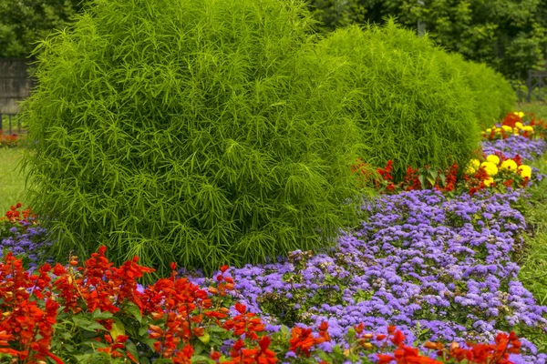 Diseño Paisaje Con Macizo Flores Arbustos — Foto de Stock