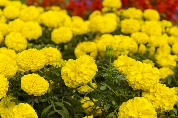 Flores Amarillas Tagetes Primer Plano — Foto de Stock