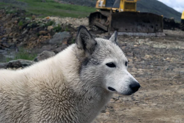 在一个模糊的工业背景上的白色蓬松 Wolflike 狗的肖像 — 图库照片