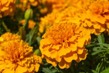 turuncu tagetes çiçekleri parlak güneşli bir günde yakın çekim