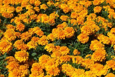 turuncu tagetes çiçekler parlak güneşli bir günde