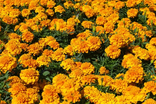 turuncu tagetes çiçekler parlak güneşli bir günde
