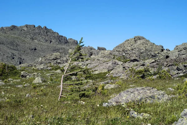 Hochgebirgige Subnivale Tundra Landschaft Mit Windgebogener Berglärche — Stockfoto