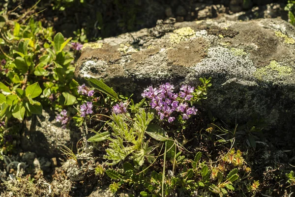 Дикие Цветы Тимьяна Природе Рядом Мхом — стоковое фото