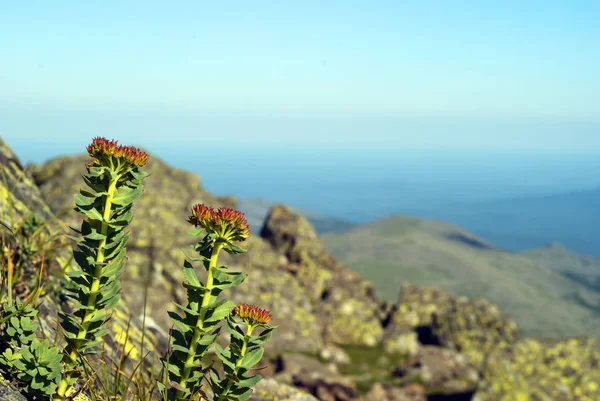 doğal bir ortamda altın bitki kök (Rhodiola rosea)
