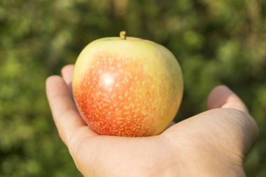 Olgun kırmızı-sarı elma bulanık doğal yeşil zemin üzerine el avuç üzerinde