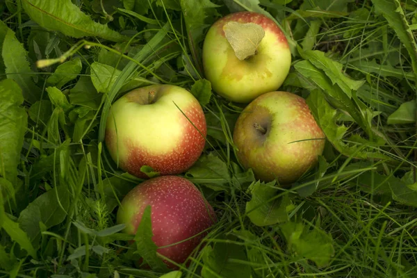 Fallen Zralá Jablka Lež Trávě — Stock fotografie
