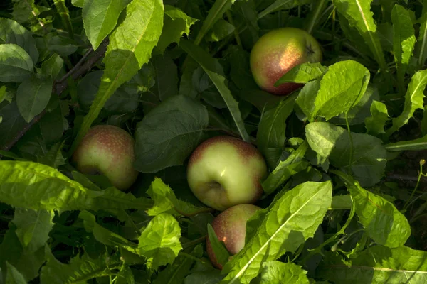 Fallen Zralá Jablka Lež Trávě — Stock fotografie