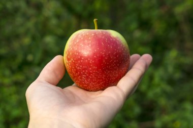 Olgun kırmızı-sarı elma bulanık doğal yeşil zemin üzerine el avuç üzerinde