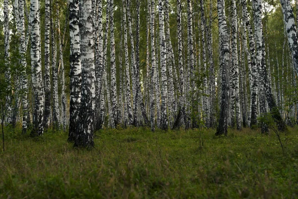 Pozadí Podzimní Prosluněný Březový Háj Podvečerním Šeru — Stock fotografie