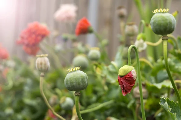 Flowers Seed Heads Poppies Courtyard Rain Diffuse Lighting — Stock Photo, Image