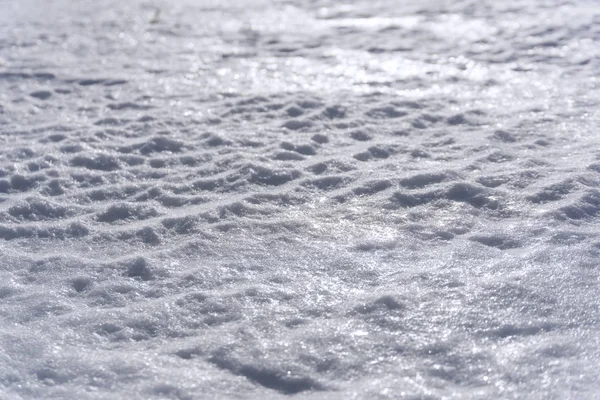 Фон Поверхность Горной Рябины Талого Весеннего Снега Сияющего Тусклом Солнечном — стоковое фото