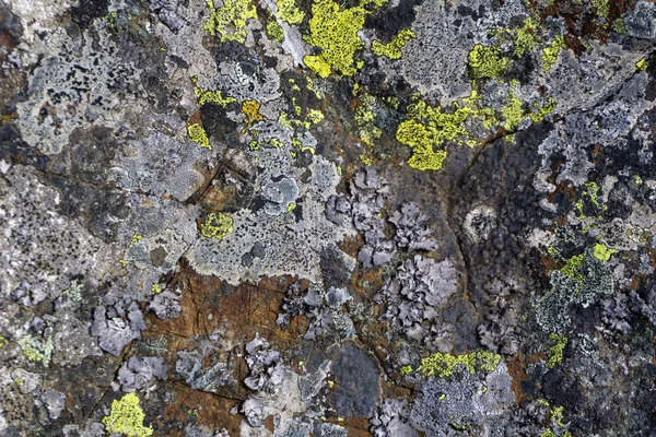 Background Texture Surface Natural Granite Boulder Multicolored Spots Lichen Stock Photo
