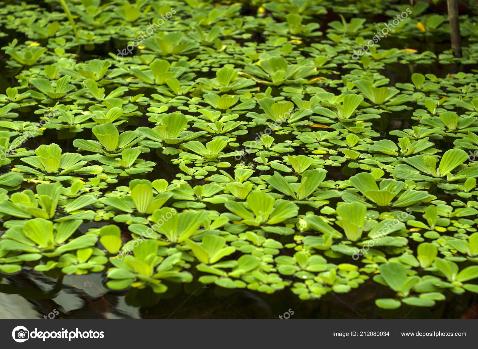 Water Cabbage Pistia Stratiotes Water Lettuce Nile Cabbage Shellflower