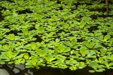 su lahana (Pistia stratiotes, su marul, Nil lahana veya shellflower) gölün yüzeyinde yüzen
