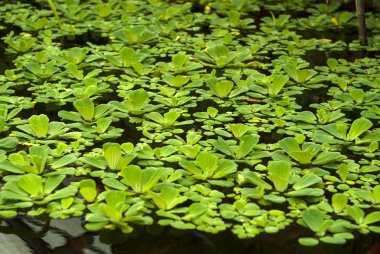 water cabbage (Pistia stratiotes, water lettuce, Nile cabbage, or shellflower) floats on the surface of the pond clipart
