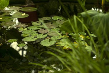parçası ile küçük göl ve bataklık su yüzeyinde yüzen sucul bitkilerin yaprakları