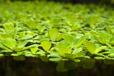 water lettuce (Pistia stratiotes, water cabbage, Nile cabbage, or shellflower) floats on the surface of the pond clipart