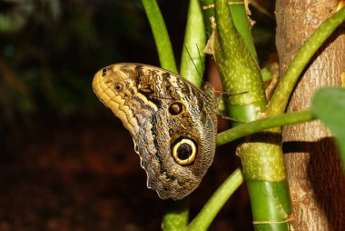 Caligo memnon (dev baykuş veya soluk baykuş) bir tropikal bitki bir sap üzerinde karanlık bir adam üzerinde kelebek