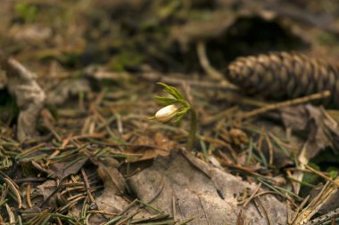 kardelen Anemone uralensis (