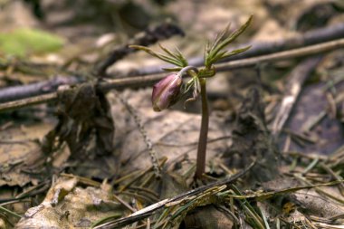 kardelen Anemone uralensis (