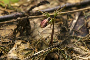 kardelen Anemone uralensis (