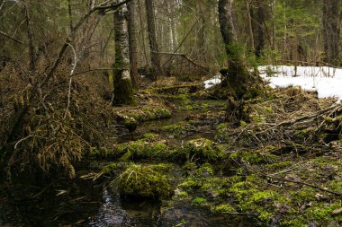 erken sprin karda erime sırasında boreal iklim karışık iğne yapraklı ormanların bataklık çalılıkları