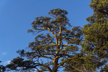 ile bir çam ağacının üstünde garip bir şekilde mavi gökyüzü arka plan üzerinde batan güneşin dalları eğilmiş
