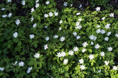 arka plan - orman campanula'lar Anemone uralensis, yarı yarı gölge güneş tarafından aydınlatılmış bir katı halı