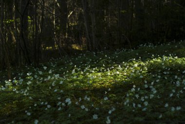 bahar gölgeli orman glade benekli güneş ışığı, kardelen beyaz çiçeklerle kaplı