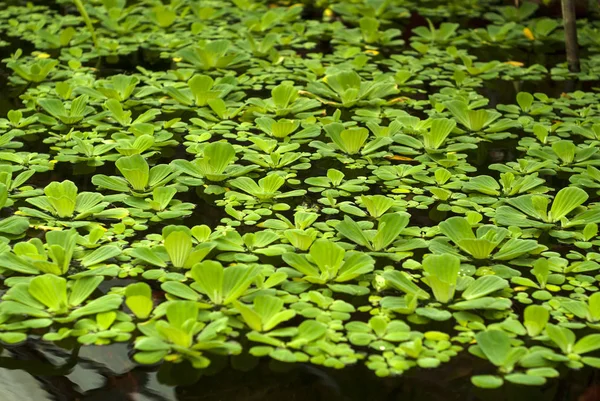 Water Cabbage Pistia Stratiotes Water Lettuce Nile Cabbage Shellflower Floats — Stock Photo, Image