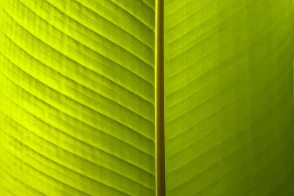 緑の自然な背景 テクスチャ 生きている緑のバナナの葉の広い表面 — ストック写真