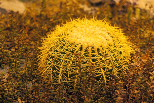 Кактус Echinocactus Grusonii Золотой Бочонок Кактуса Золотой Шар Подушка Свекрови — стоковое фото