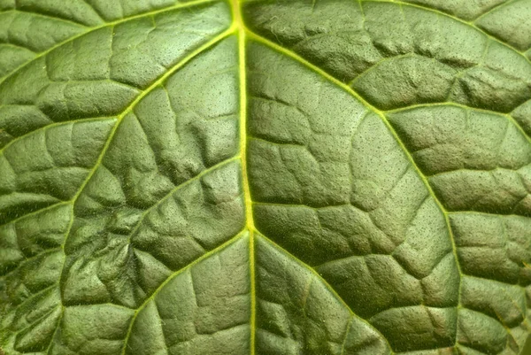 Πράσινο Φυσικό Φόντο Υφή Μια Ευρεία Φύλλα Επιφάνεια Ένα Τροπικό — Φωτογραφία Αρχείου