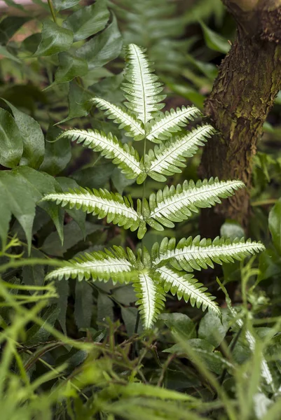 güzel fern Pteris quadriaurita bir beyaz şablondadır otsu undergrowt pinnate yapraklarda