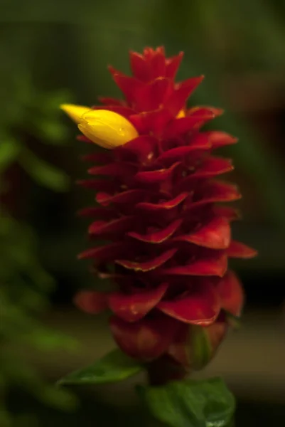 Costus Comosus Ginge의 — 스톡 사진