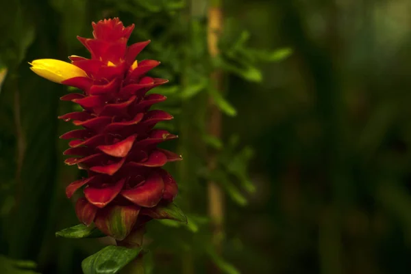 Hermosa Inflorescencia Roja Con Flor Amarilla Costus Comosus Red Tower — Foto de Stock