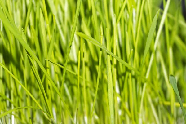 Фон Молодая Ярко Зеленая Весенняя Трава Зародыши Пшеницы — стоковое фото