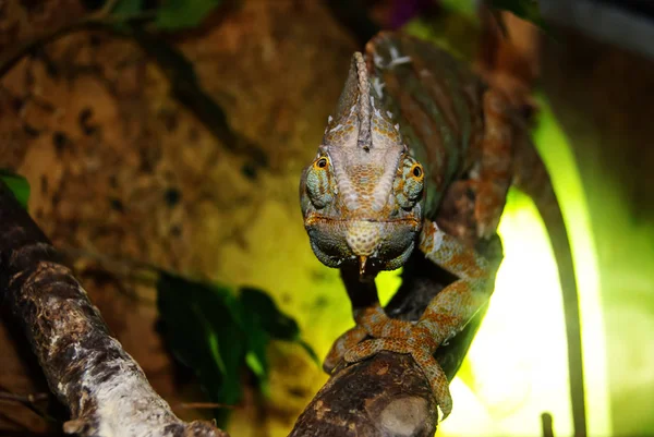 Camaleão Velado Chamaeleo Calyptratus Cabeça Cone Camaleão Iêmen Terrário Olha — Fotografia de Stock