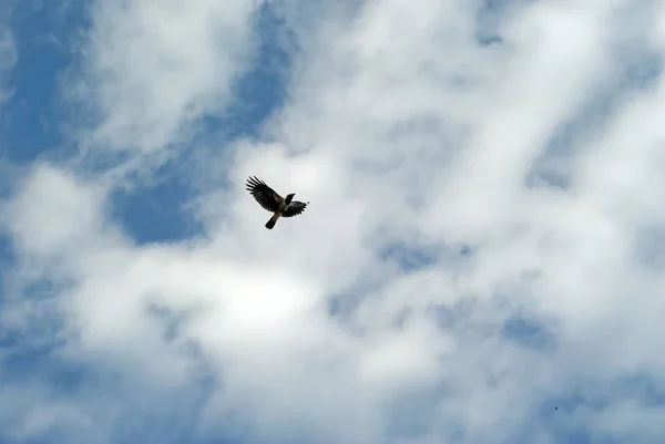 flying crow with outstretched wings against a blue sky with clouds