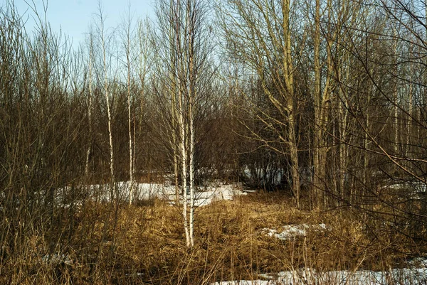 Grove Foliage Early Spring Spots Melting Snow Dry Grass — Stock Photo, Image