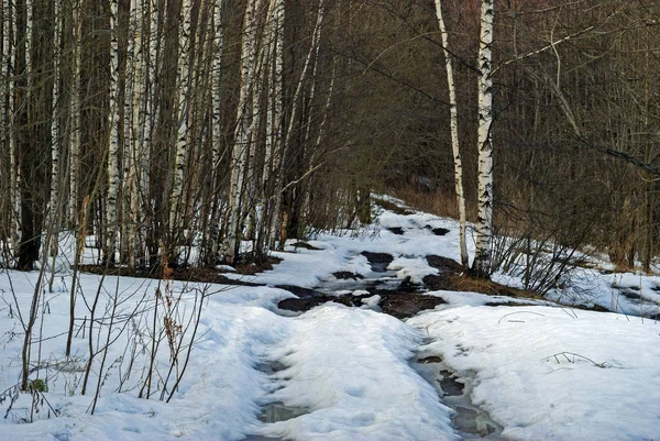 Camino Tierra Medio Derretido Bosque Primavera Con Parches Descongelados —  Fotos de Stock