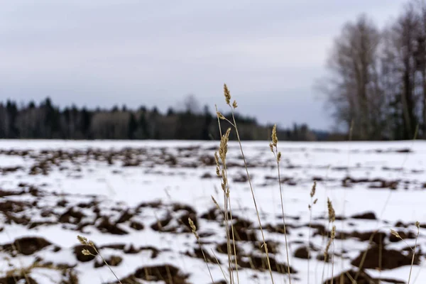 Herbst Verschwommen Gepflügtes Feld Bedeckt Vom Ersten Schnee Vordergrund Stacheln — Stockfoto