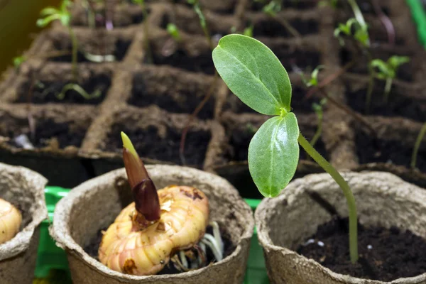 Las Plantas Semillero Planta Dicot Bulbo Que Germina Del Gladiolo — Foto de Stock