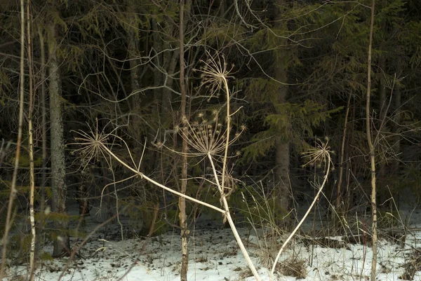 Sécher Inflorescence Panais Vache Heracleum Année Dernière Contre Fourré Forestier — Photo