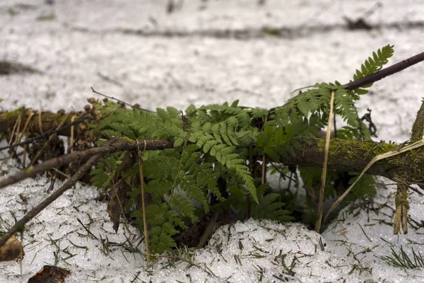 Young Fern Appeared Snow Forest Early Spring — Stock Photo, Image